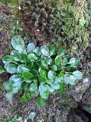 Shortia rotundifolia