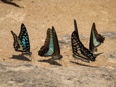 Graphium sarpedon luctatius