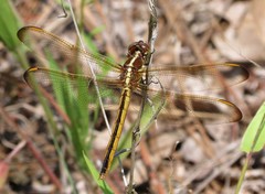 Libellula flavida