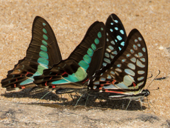 Graphium sarpedon luctatius
