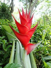 Heliconia caribaea