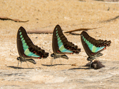Graphium sarpedon luctatius