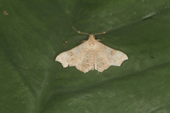 Periphrage barbatula