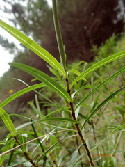 Veronica stenophylla