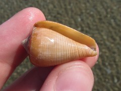 Conus figulinus