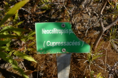 Callitris pancheri