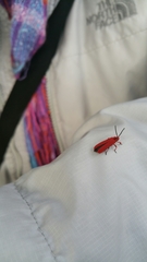 Dictyoptera simplicipes