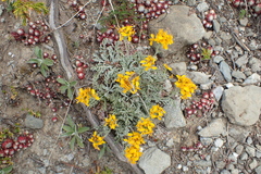 Jacobaea incana