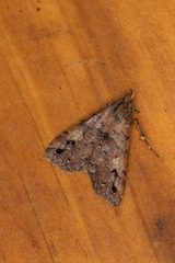 Polypogon pulchellescens