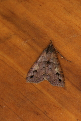 Polypogon pulchellescens