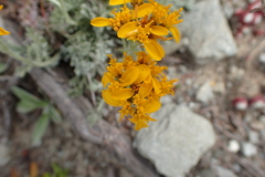 Jacobaea incana