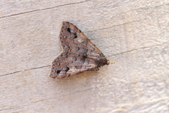 Polypogon pulchellescens