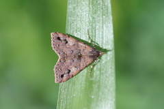 Polypogon pulchellescens