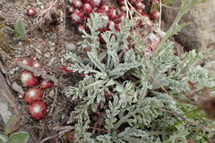 Jacobaea incana