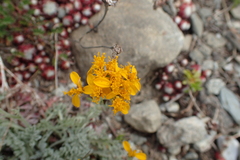 Jacobaea incana