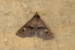 Polypogon pulchellescens