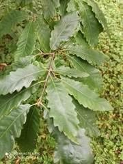 Quercus castaneifolia