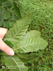 Quercus castaneifolia