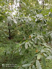 Quercus castaneifolia