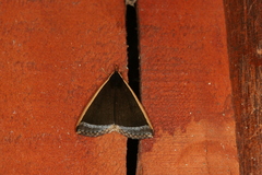 Pseudarista pagasusalis