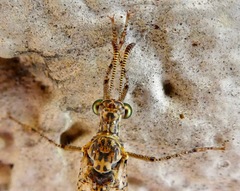 Eremoleon nigribasis