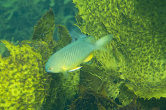 Plectroglyphidodon gascoynei