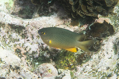 Plectroglyphidodon gascoynei