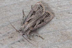 Agrotis spinifera