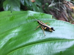 Traulia azureipennis