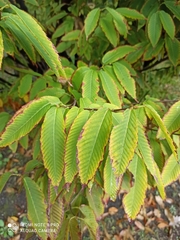 Acer carpinifolium