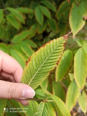 Acer carpinifolium