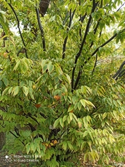 Acer carpinifolium