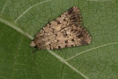 Dichagyris squalorum