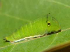 Graphium doson axion