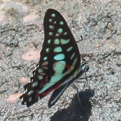 Graphium doson axion