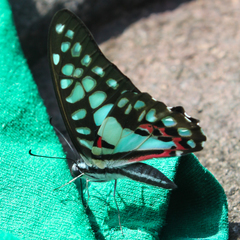 Graphium doson axion