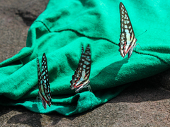 Graphium doson axion