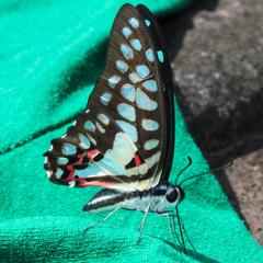 Graphium doson axion