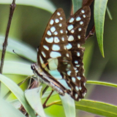 Graphium doson axion