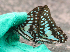 Graphium doson axion