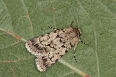 Dichagyris squalidior