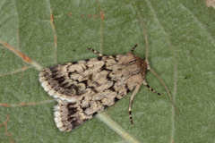 Dichagyris squalidior