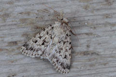 Dichagyris squalidior