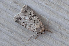 Dichagyris squalidior