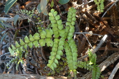 Lindsaea nervosa