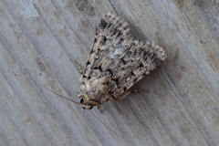 Dichagyris squalidior