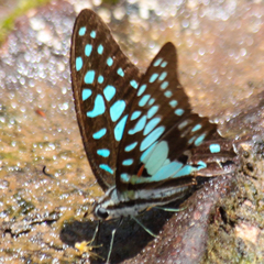 Graphium doson axion