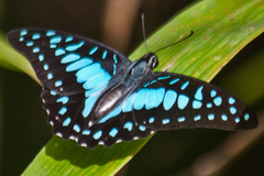 Graphium doson axion