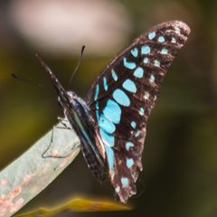 Graphium doson axion