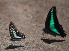 Graphium sarpedon luctatius